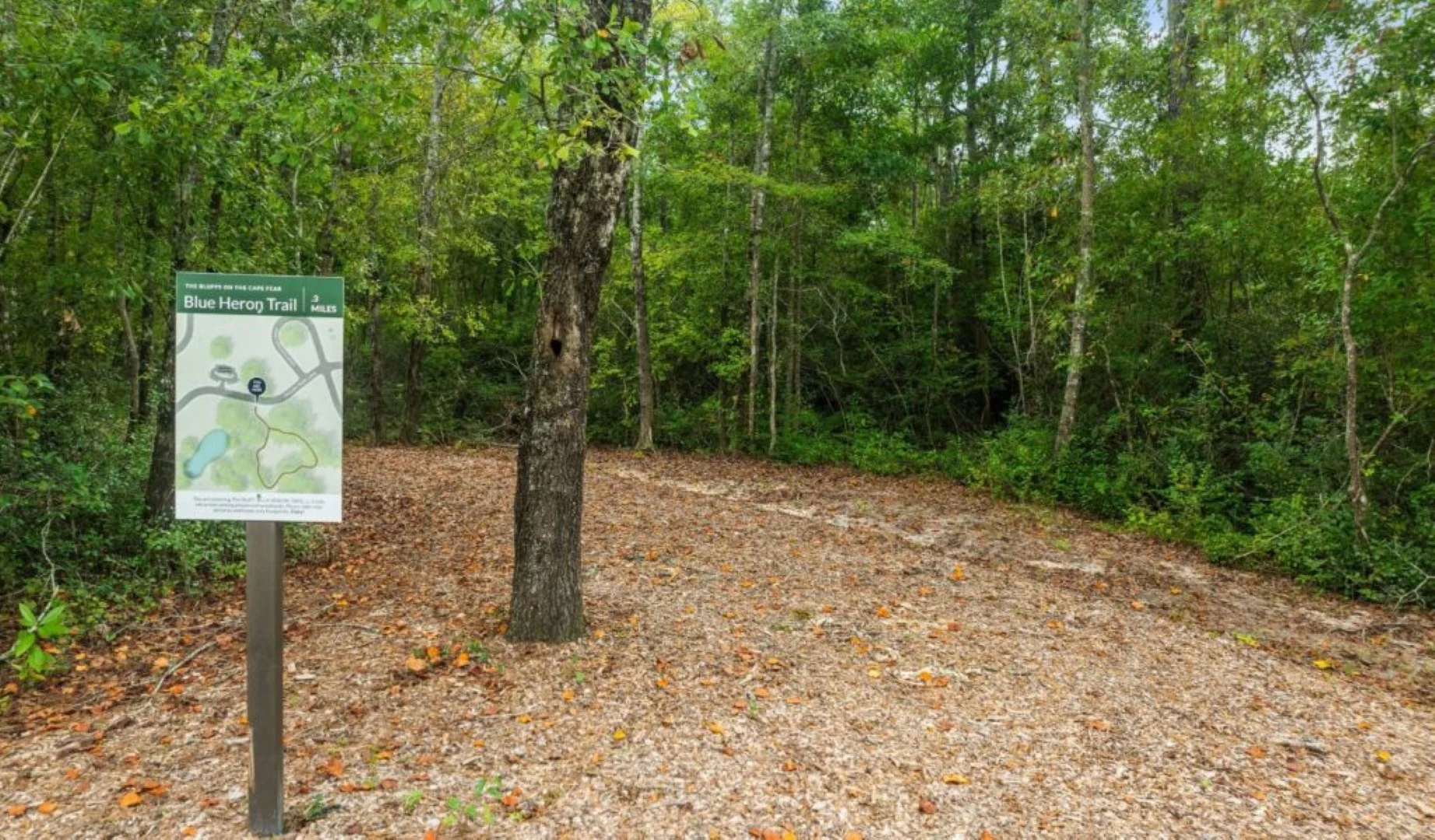 turtle-cove (85)