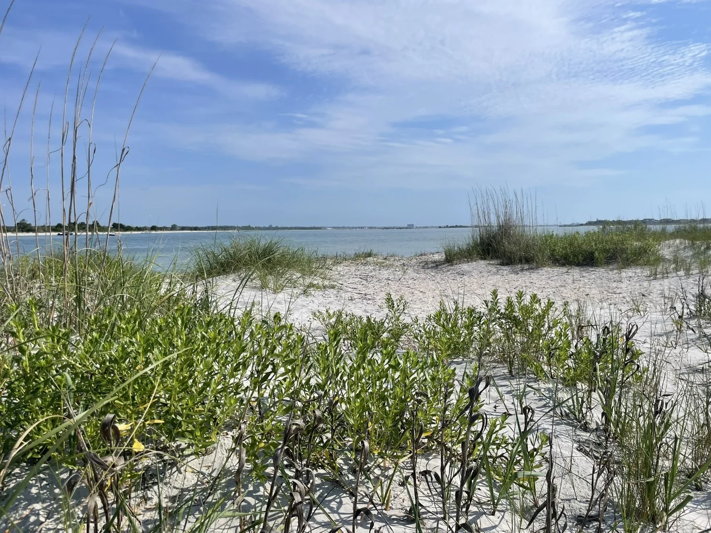 Sandy beach with green grass and plants, overlooking calm blue water under a clear sky. Potential site for a coastal home builder.